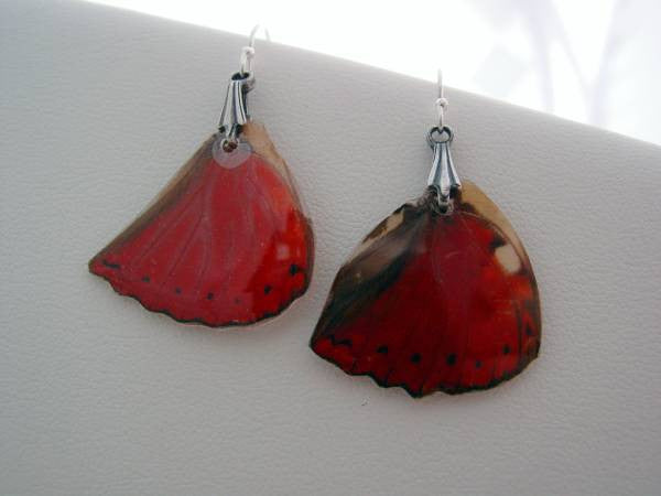 Butterfly Earrings Red African Cymothoe Sangaris Real Butterfly Sterling Silver Earrings
